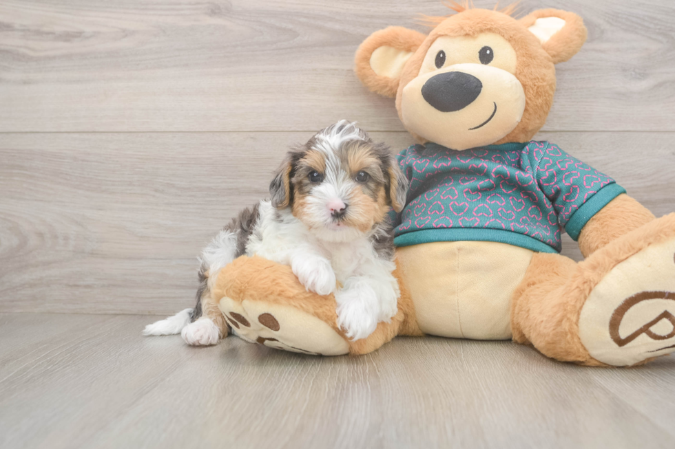Yorkie Poo Pup Being Cute