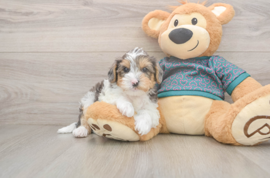 Yorkie Poo Pup Being Cute