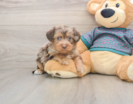 6 week old Yorkie Poo Puppy For Sale - Seaside Pups