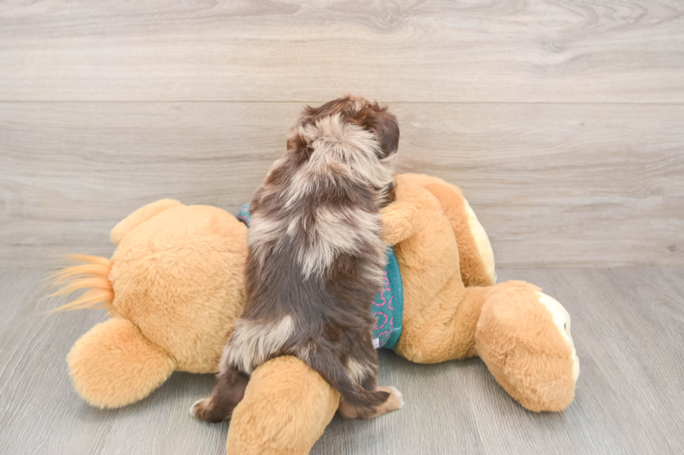 Best Yorkie Poo Baby