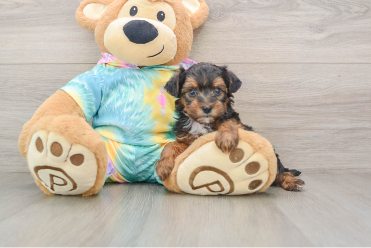 Smart Yorkie Poo Poodle Mix Pup