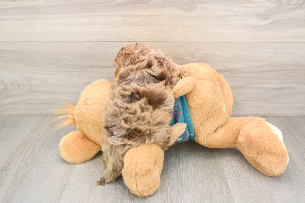 Yorkie Poo Pup Being Cute