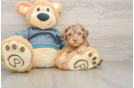 Adorable Yorkiedoodle Poodle Mix Puppy