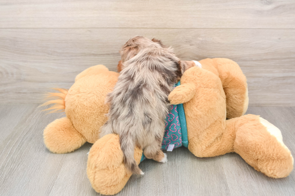 Adorable Yorkiedoodle Poodle Mix Puppy