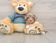 6 week old Yorkie Poo Puppy For Sale - Seaside Pups