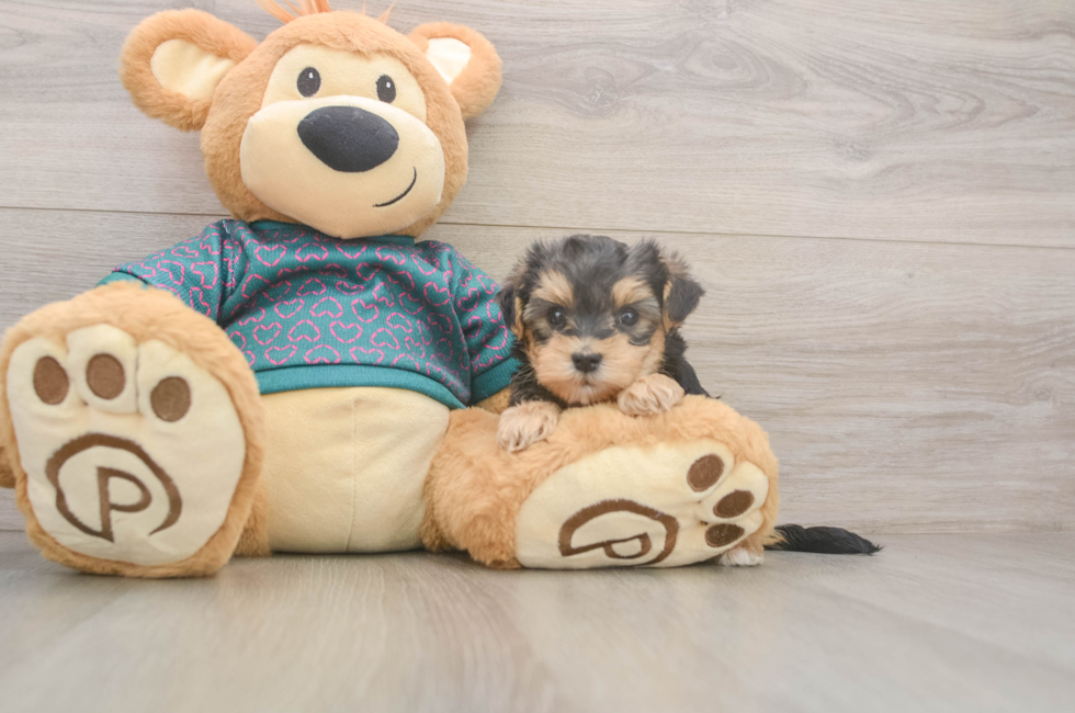 5 week old Yorkie Poo Puppy For Sale - Seaside Pups