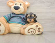 10 week old Yorkie Poo Puppy For Sale - Seaside Pups