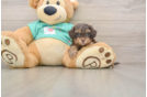 Yorkie Poo Puppy for Adoption