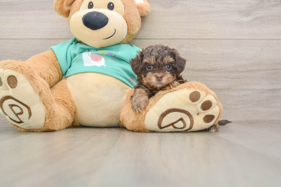 Yorkie Poo Puppy for Adoption