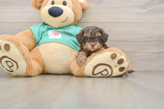 Yorkie Poo Puppy for Adoption