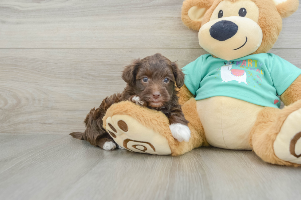 Energetic Yorkipoo Poodle Mix Puppy