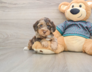6 week old Yorkie Poo Puppy For Sale - Seaside Pups
