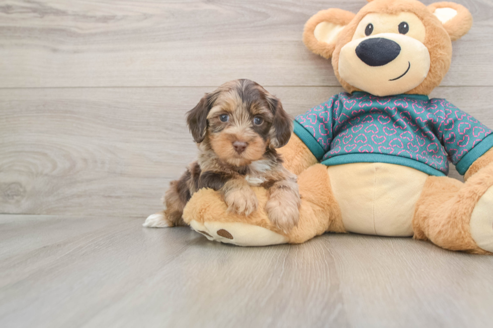 Best Yorkie Poo Baby