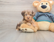 6 week old Yorkie Poo Puppy For Sale - Seaside Pups