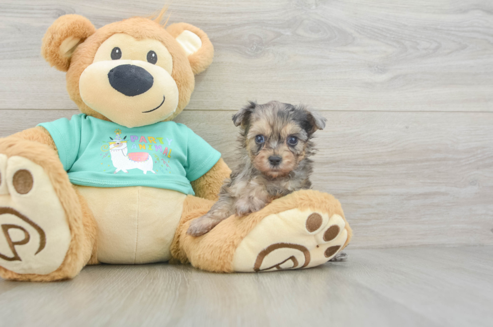 5 week old Yorkie Poo Puppy For Sale - Seaside Pups