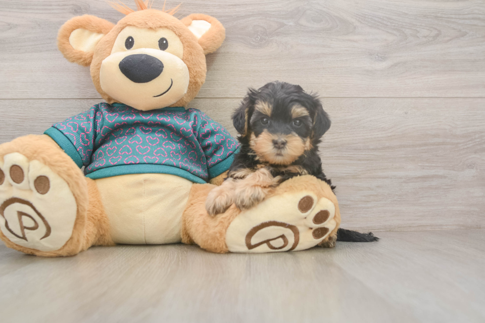 Funny Yorkie Poo Poodle Mix Pup