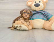 9 week old Yorkie Poo Puppy For Sale - Seaside Pups