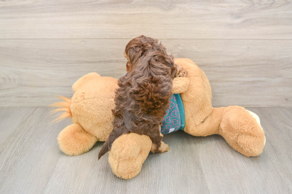 Yorkie Poo Puppy for Adoption