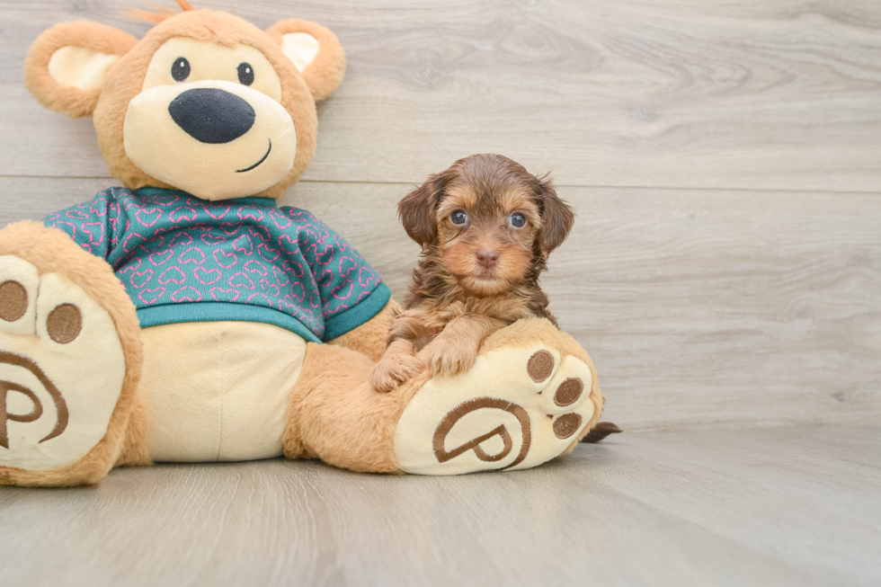 Adorable Yorkiedoodle Poodle Mix Puppy