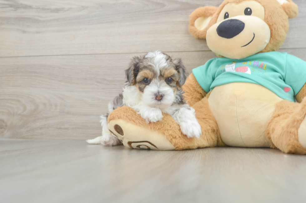 5 week old Yorkie Poo Puppy For Sale - Seaside Pups
