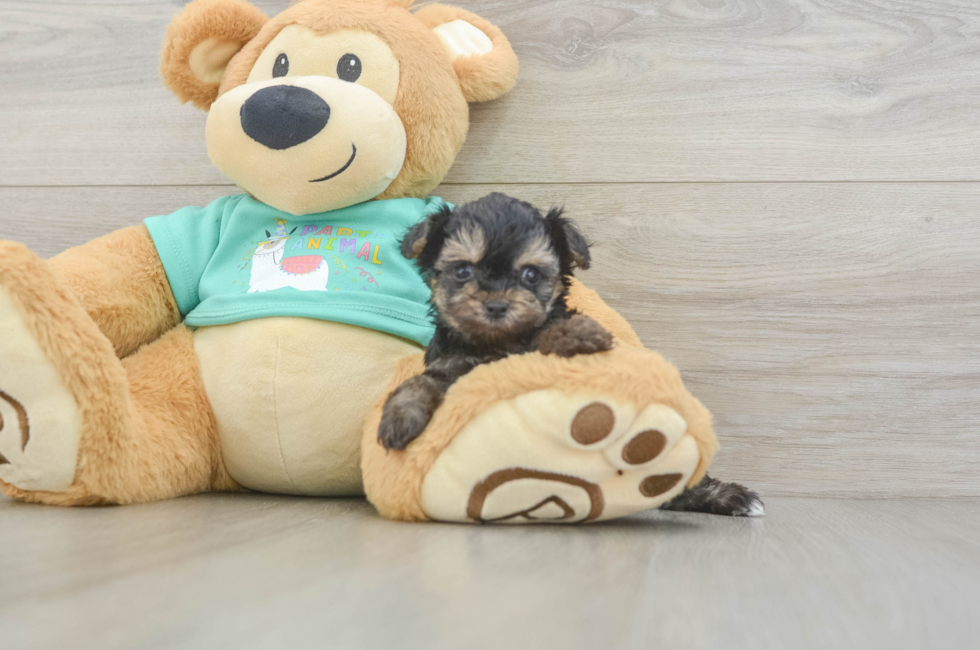 5 week old Yorkie Poo Puppy For Sale - Seaside Pups
