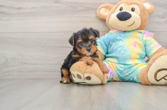 Best Yorkie Poo Baby
