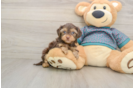 Best Yorkie Poo Baby