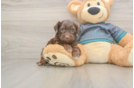 Best Yorkie Poo Baby