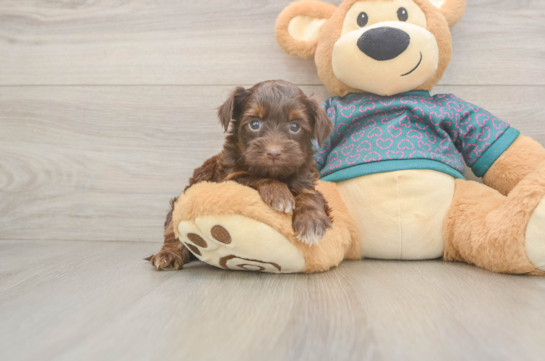 Best Yorkie Poo Baby