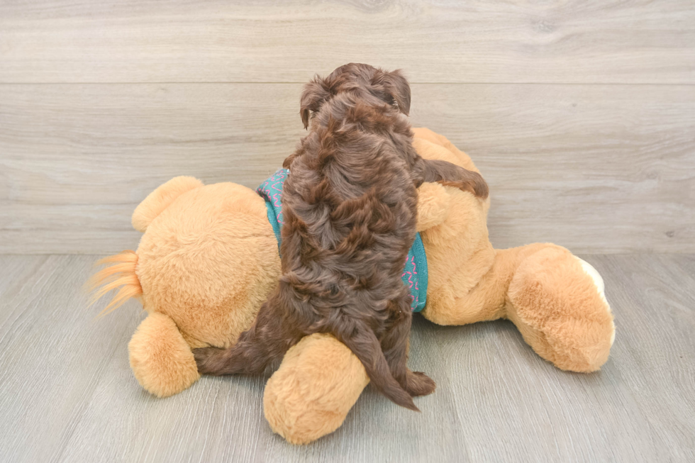 Yorkie Poo Pup Being Cute