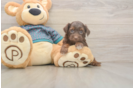 Happy Yorkie Poo Baby