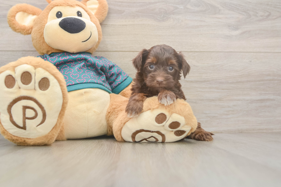 Happy Yorkie Poo Baby