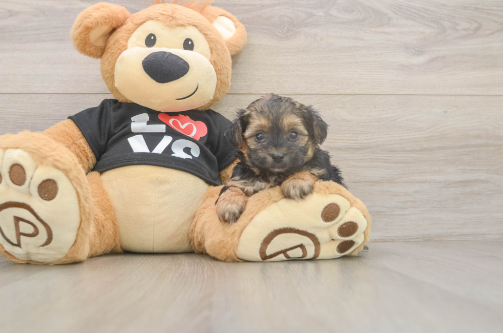 5 week old Yorkie Poo Puppy For Sale - Seaside Pups