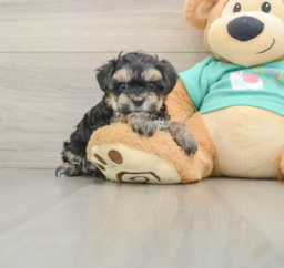 9 week old Yorkie Poo Puppy For Sale - Seaside Pups
