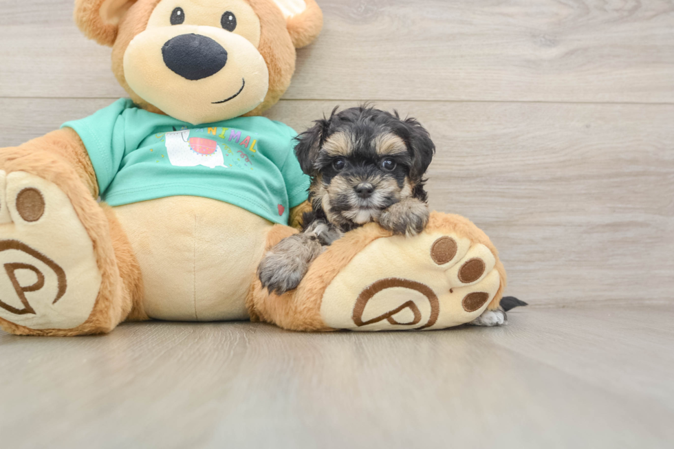 Petite Yorkie Poo Poodle Mix Pup