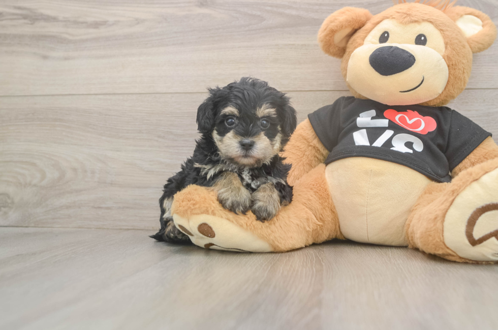 5 week old Yorkie Poo Puppy For Sale - Seaside Pups