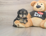 7 week old Yorkie Poo Puppy For Sale - Seaside Pups 7 week old Yorkie Poo Puppy For Sale - Seaside Pups