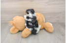 Small Yorkie Poo Baby