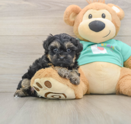 9 week old Yorkie Poo Puppy For Sale - Seaside Pups