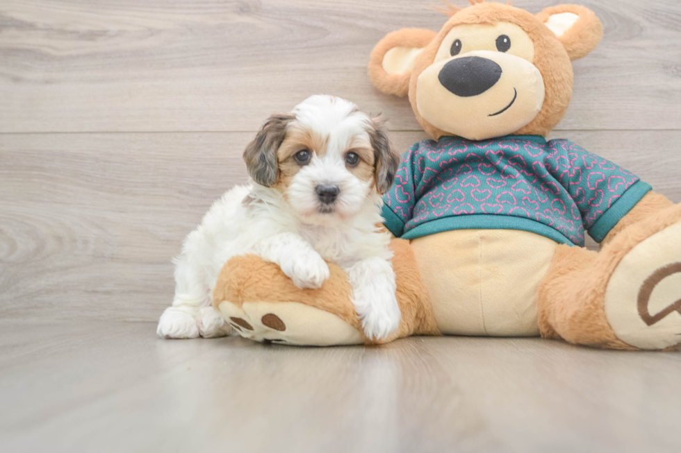 Cute Yorkie Poo Baby