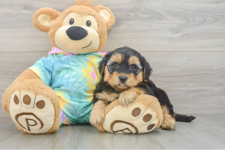 Yorkie Poo Pup Being Cute