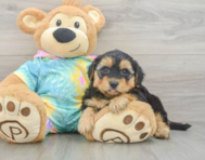 7 week old Yorkie Poo Puppy For Sale - Seaside Pups