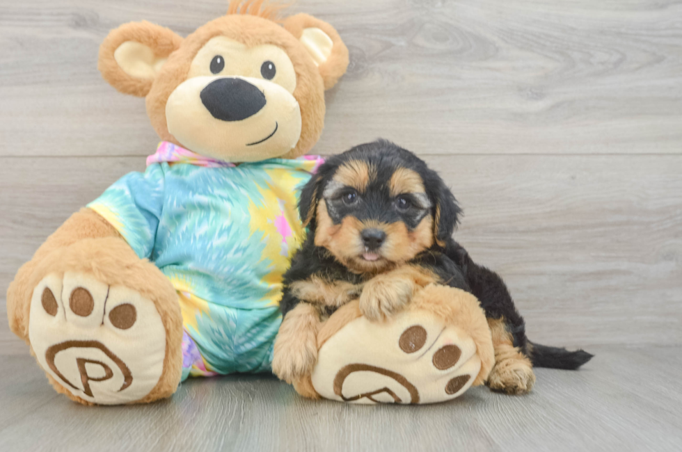5 week old Yorkie Poo Puppy For Sale - Seaside Pups