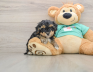 8 week old Yorkie Poo Puppy For Sale - Seaside Pups