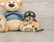 7 week old Yorkie Poo Puppy For Sale - Seaside Pups