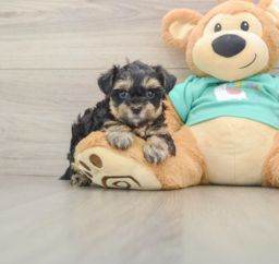 8 week old Yorkie Poo Puppy For Sale - Seaside Pups
