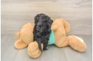 Fluffy Yorkie Poo Poodle Mix Pup