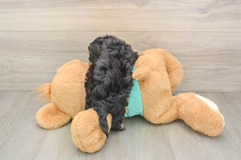 Fluffy Yorkie Poo Poodle Mix Pup