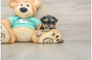 Yorkie Poo Puppy for Adoption
