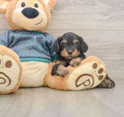 7 week old Yorkie Poo Puppy For Sale - Seaside Pups